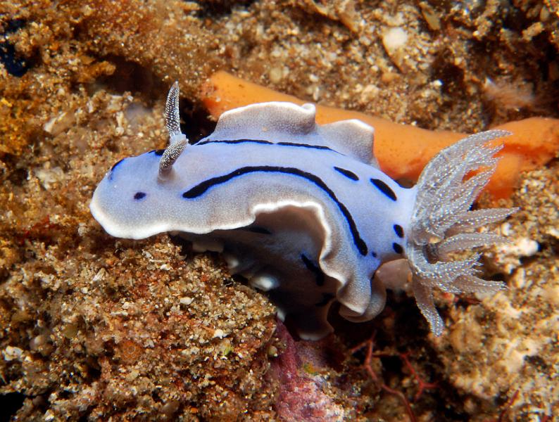 Chromodoris_willani.jpg