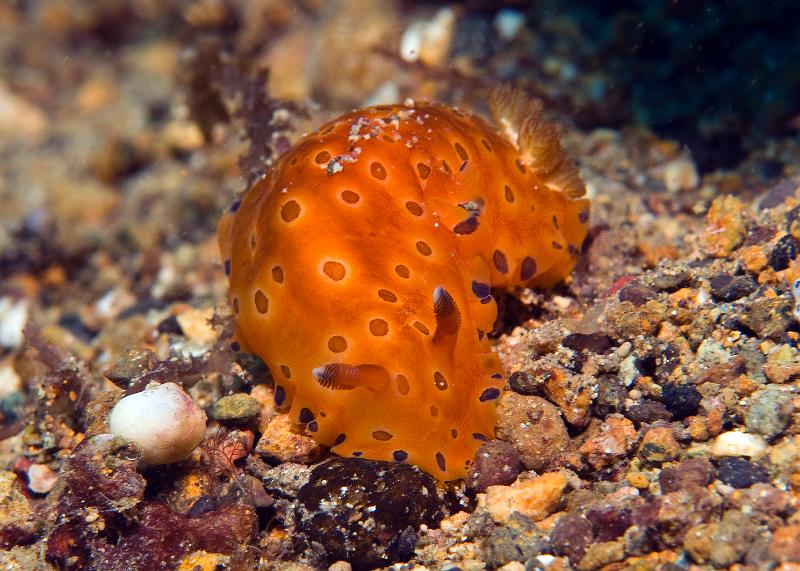 Dendrodoris_guttata.jpg