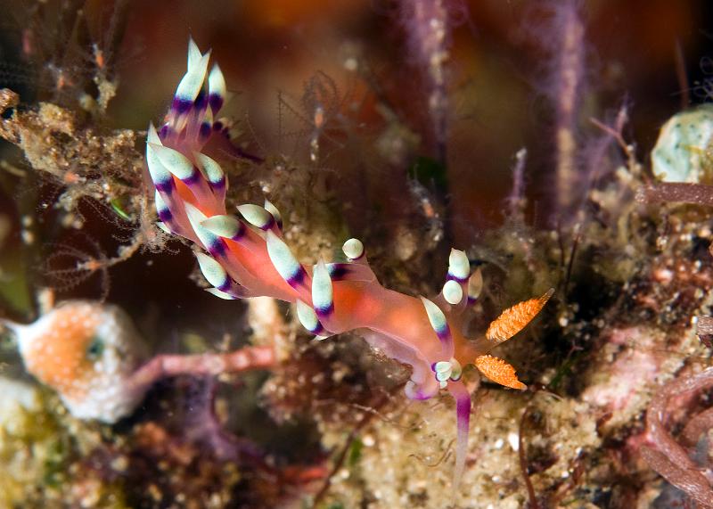 Flabellina_exoptata.jpg