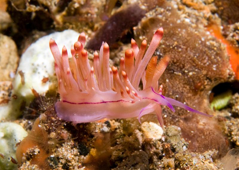 Flabellina_rubrolineata1.jpg