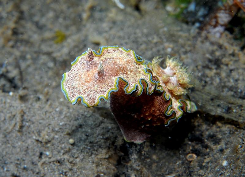 Glossodoris_cinta.jpg