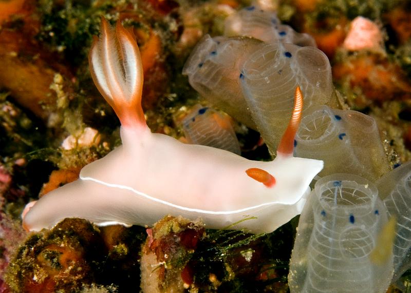 Hypselodoris_bullocki.jpg