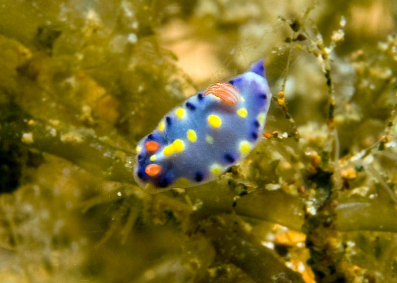 Hypselodoris_infuctata.jpg