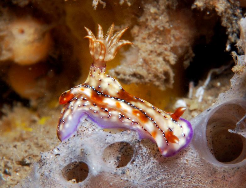 Hypselodoris_krakatoa.jpg