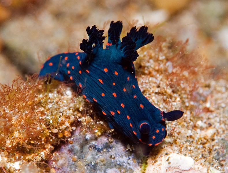 Nembrotha_cf_yonowae.jpg