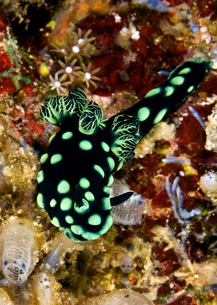 Nembrotha_cristata.jpg