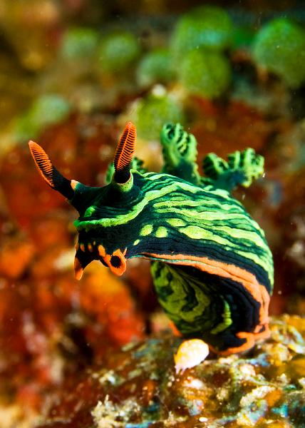 Nembrotha_kubaryana.jpg