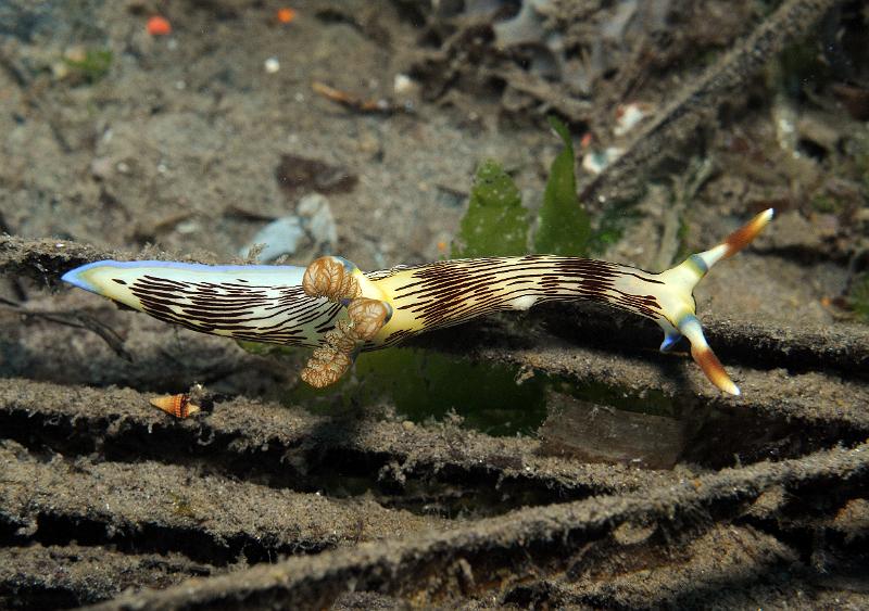 Nembrotha_lineolata.jpg