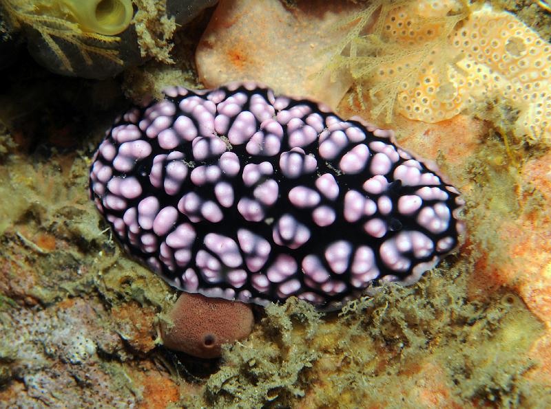 Phyllidia_sp.jpg