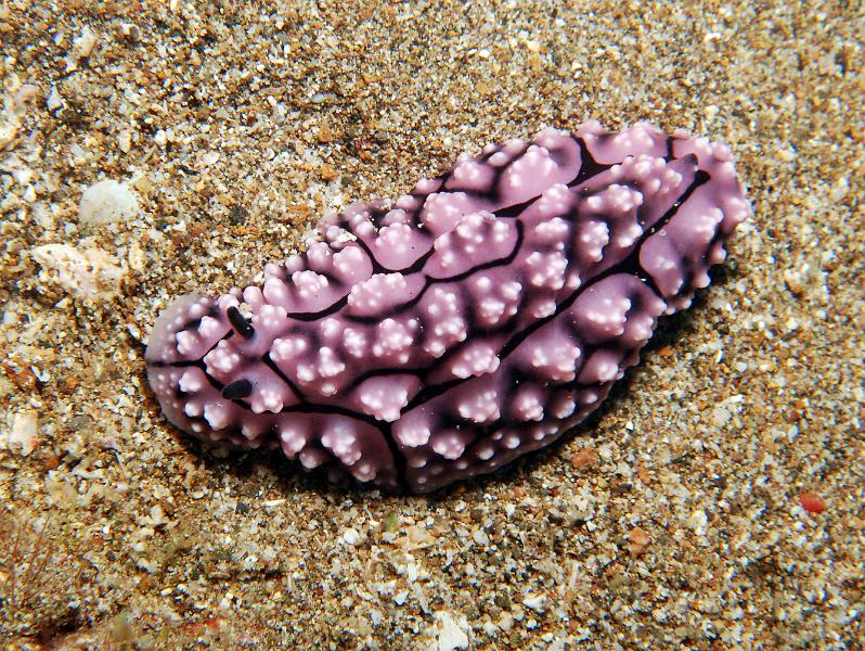 Phyllidiella_sp.jpg