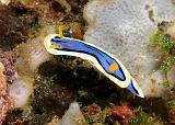 Chromodoris_annae4