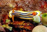 Chromodoris_colemani