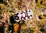 Chromodoris_geometrica