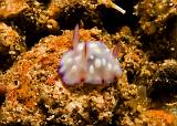 Chromodoris_hintantuensis