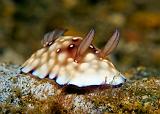 Chromodoris_hintantuensis1