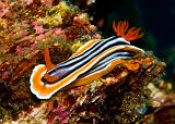 Chromodoris_magnifica