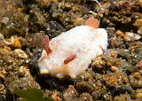 Chromodoris_preciosa