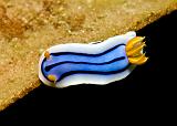 Chromodoris_sp3