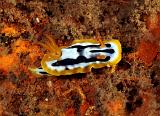 Chromodoris_strigata