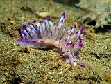 Flabellina_rubrolineata