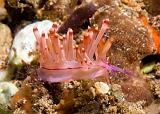 Flabellina_rubrolineata1