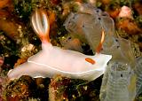 Hypselodoris_bullocki