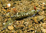 Hypselodoris_kanga