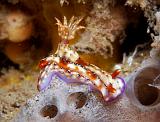 Hypselodoris_krakatoa