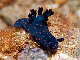 Nembrotha_cf_yonowae