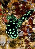 Nembrotha_cristata