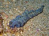 Pteraeolidia_ianthina