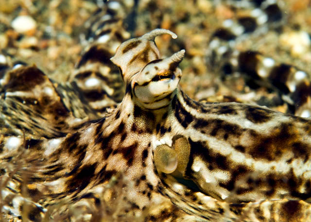 03_Mimic_octopus.jpg