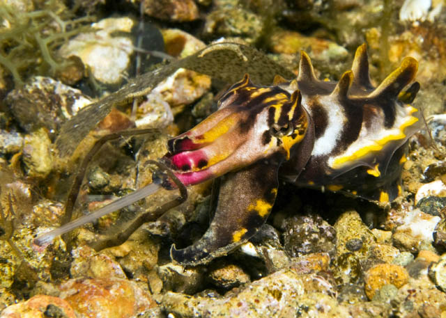 04_Flambuoyant_Cuttlefish.jpg