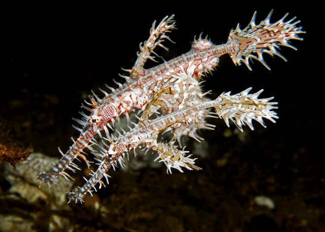 07_Ornate_Ghostpipefish.jpg