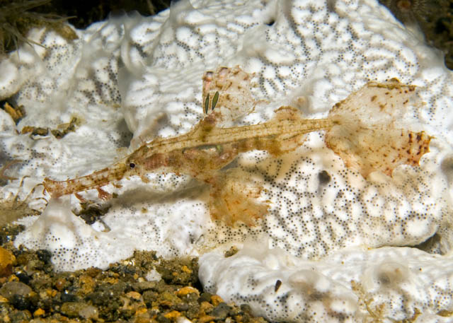 08_Roughsnout_Ghostpipefish.jpg