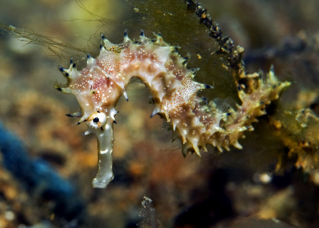 09_Thorny_Seahorse.jpg