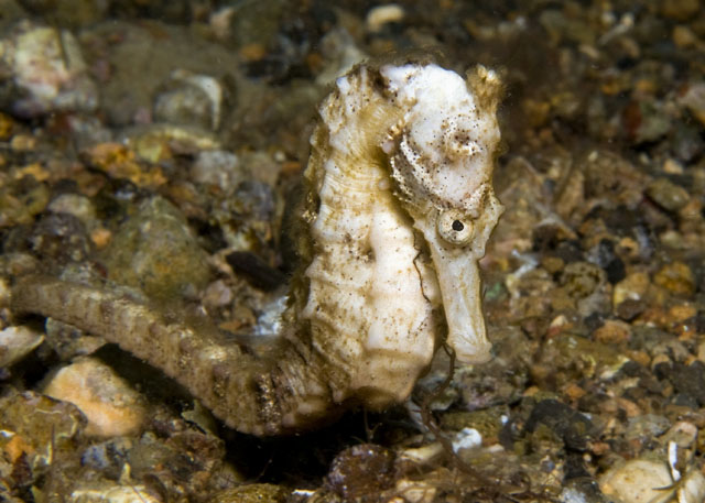 10_Common_Seahorse.jpg