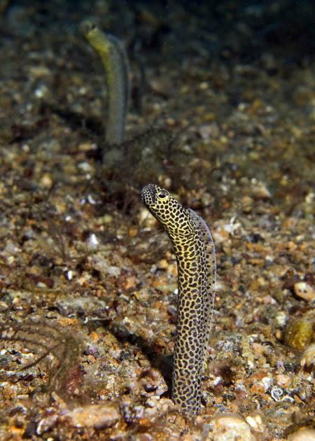 11_Garden_eels.jpg