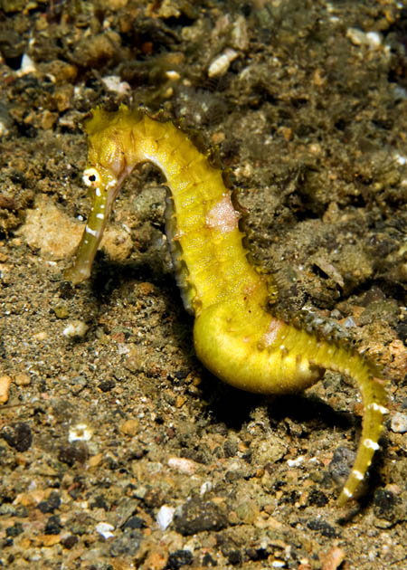 15_Thorny_Seahorse.jpg