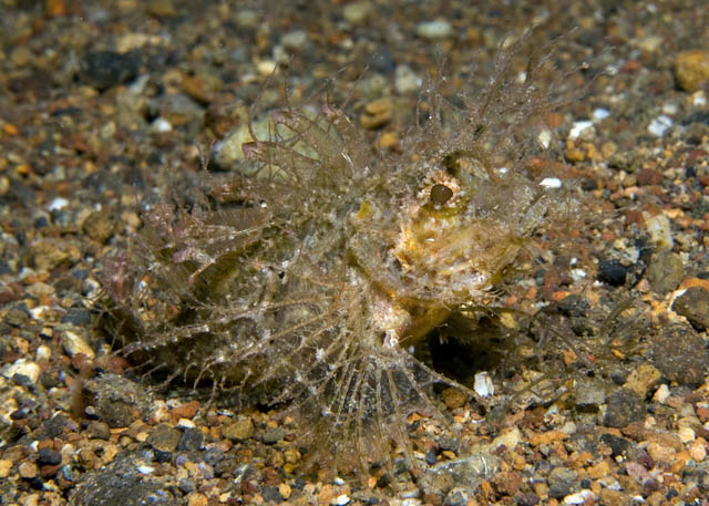 21_Ambon_Scorpionfish.jpg