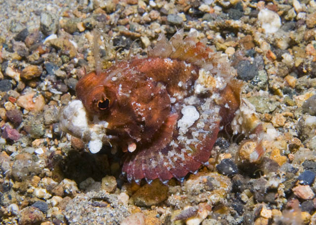 24_Scorpionfish.jpg