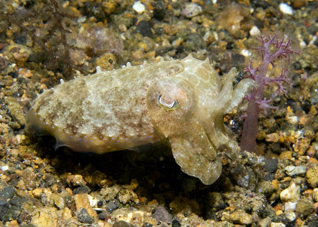 28_Cuttlefish.jpg