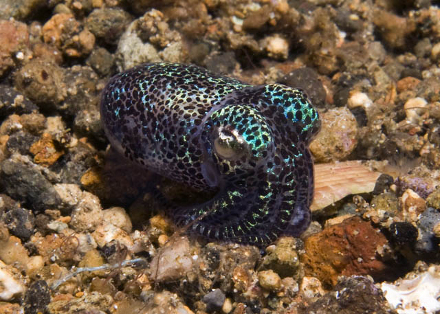 29_Bobtail_Squid.jpg