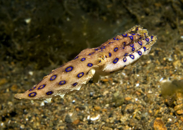 30_Bluering_Octopus.jpg