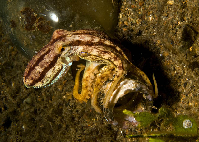 46_Octopus.jpg