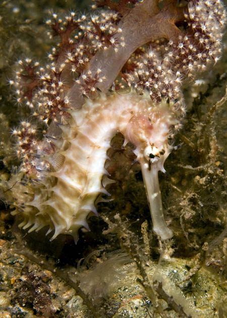 48_Thorny_Seahorse.jpg