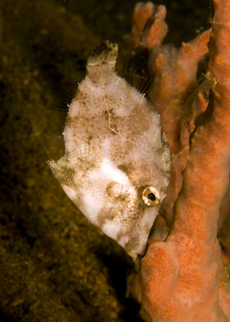 49_Filefish.jpg