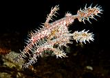 07_Ornate_Ghostpipefish