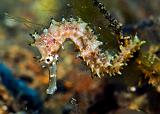 09_Thorny_Seahorse