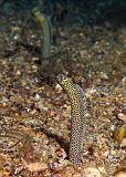 11_Garden_eels